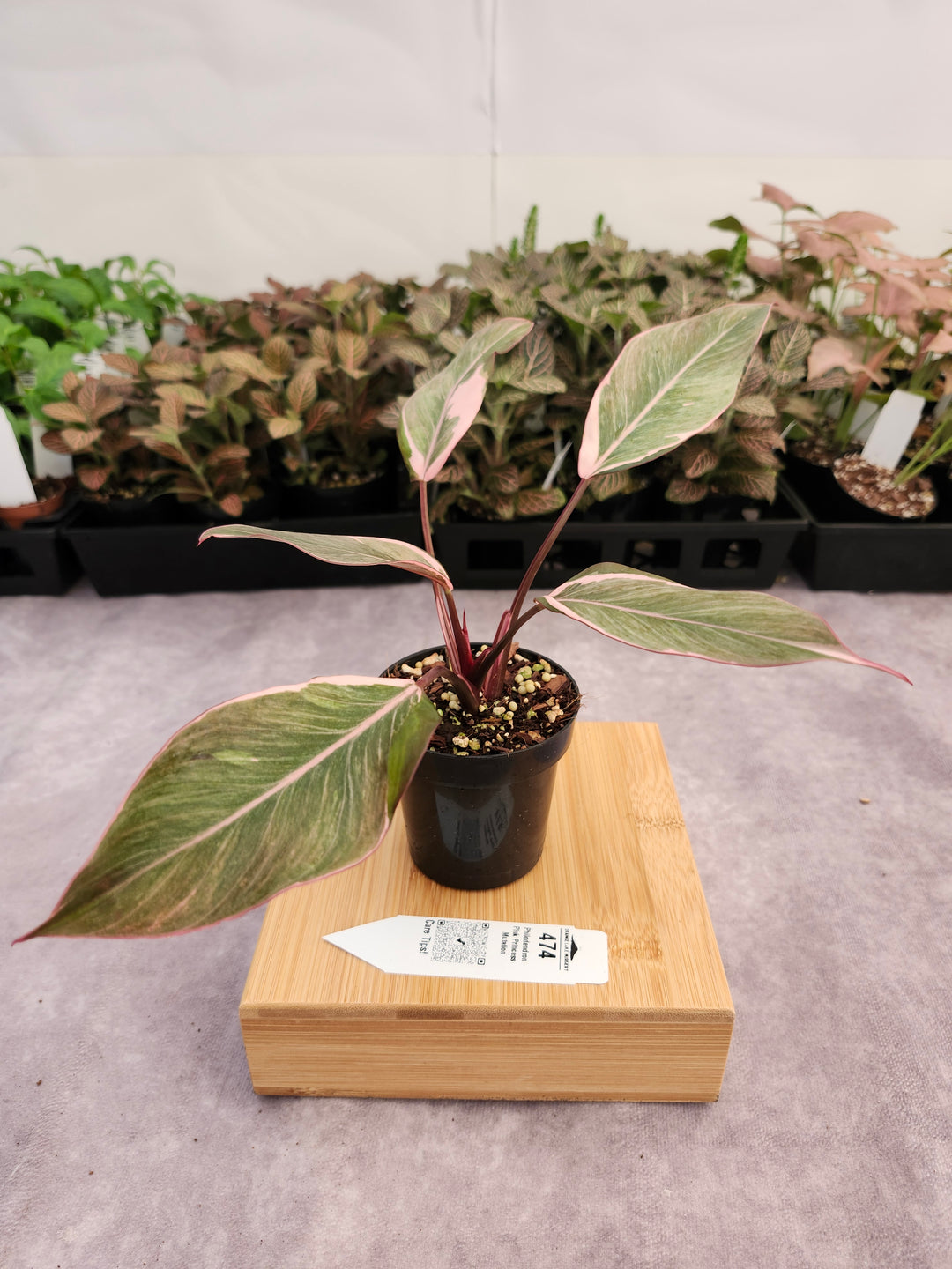 Philodendron Pink Princess Mutation (3in)-474