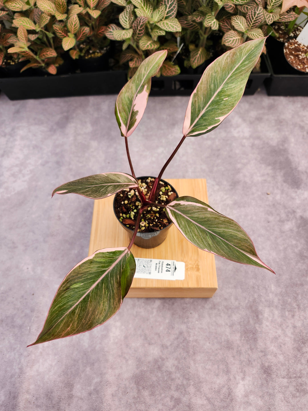 Philodendron Pink Princess Mutation (3in)-474