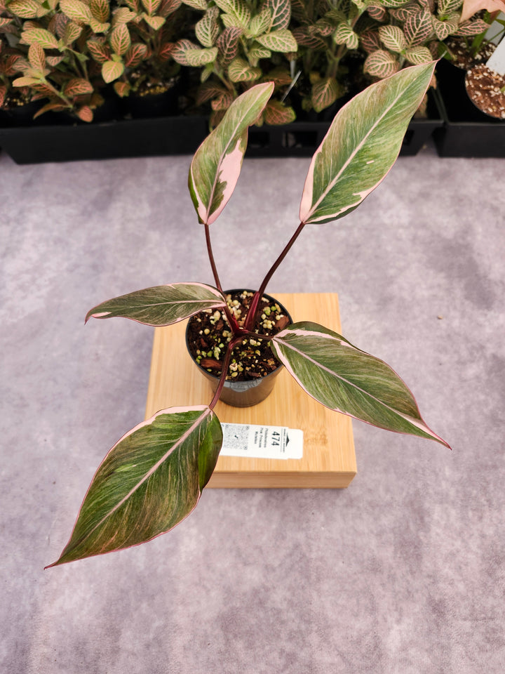 Philodendron Pink Princess Mutation (3in)-474