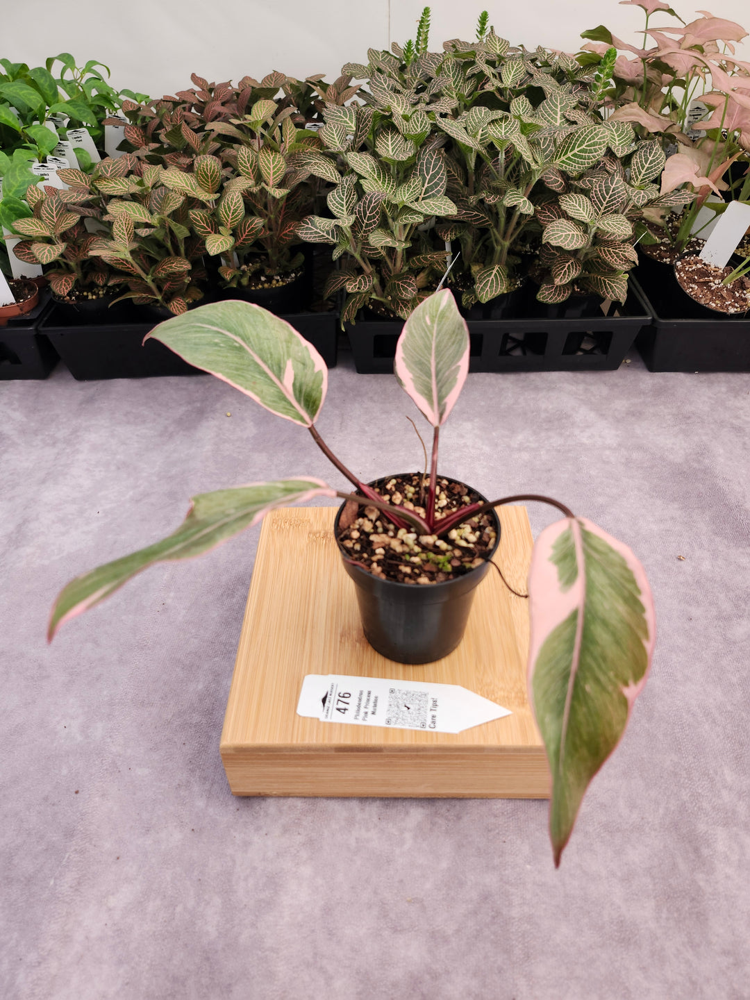 Philodendron Pink Princess Mutation (3in)-476