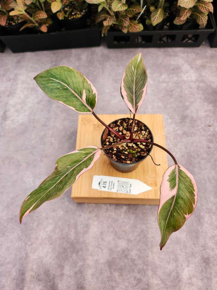Philodendron Pink Princess Mutation (3in)-476