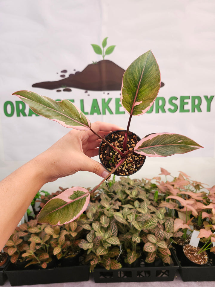 Philodendron Pink Princess Mutation (3in)-476