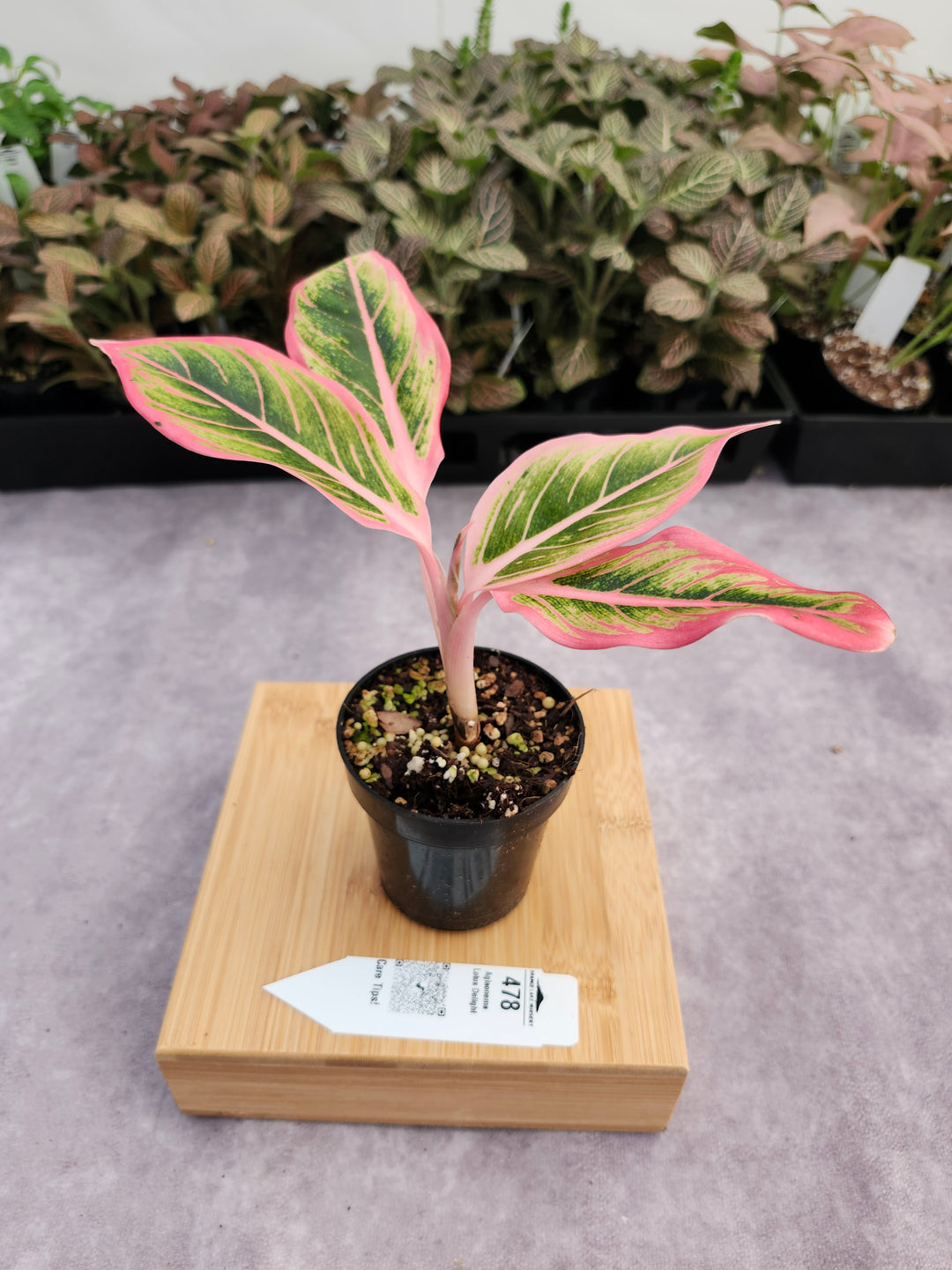 Aglaonema Lotus Delight- (3in) 478