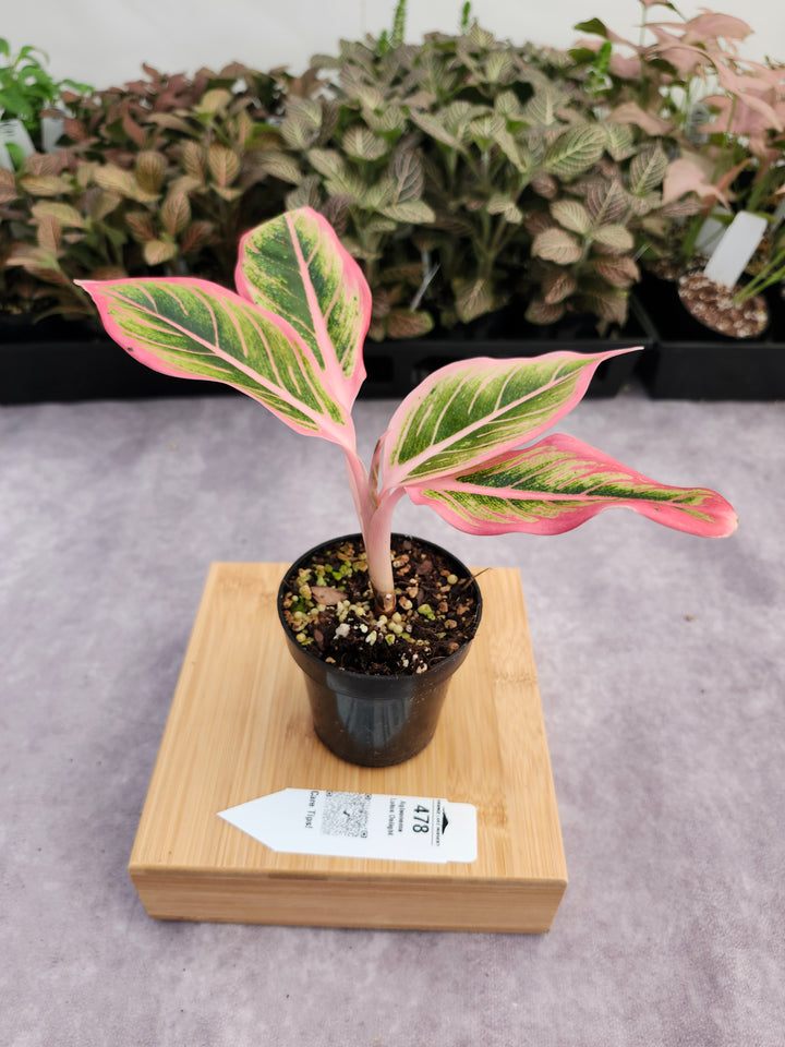 Aglaonema Lotus Delight- (3in) 478