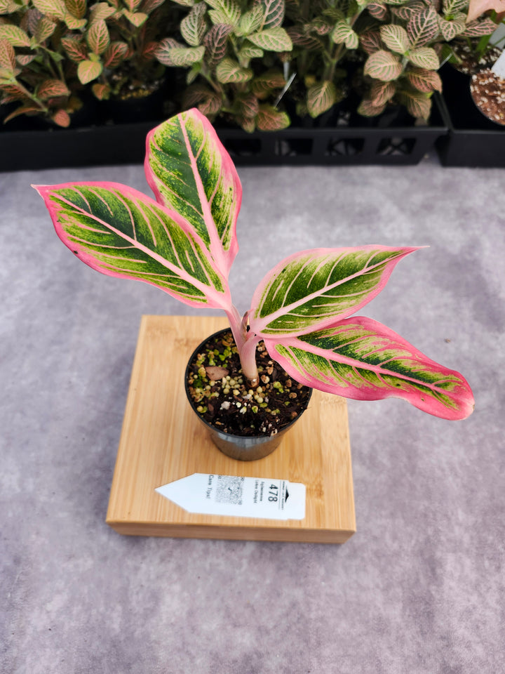 Aglaonema Lotus Delight- (3in) 478