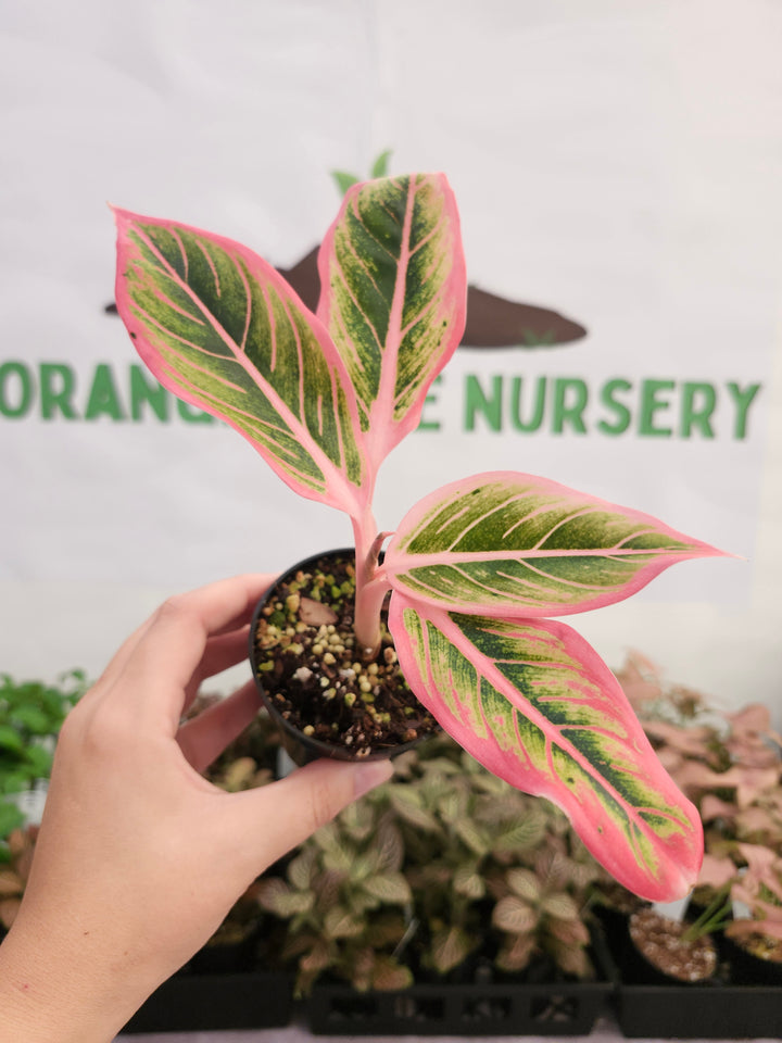 Aglaonema Lotus Delight- (3in) 478
