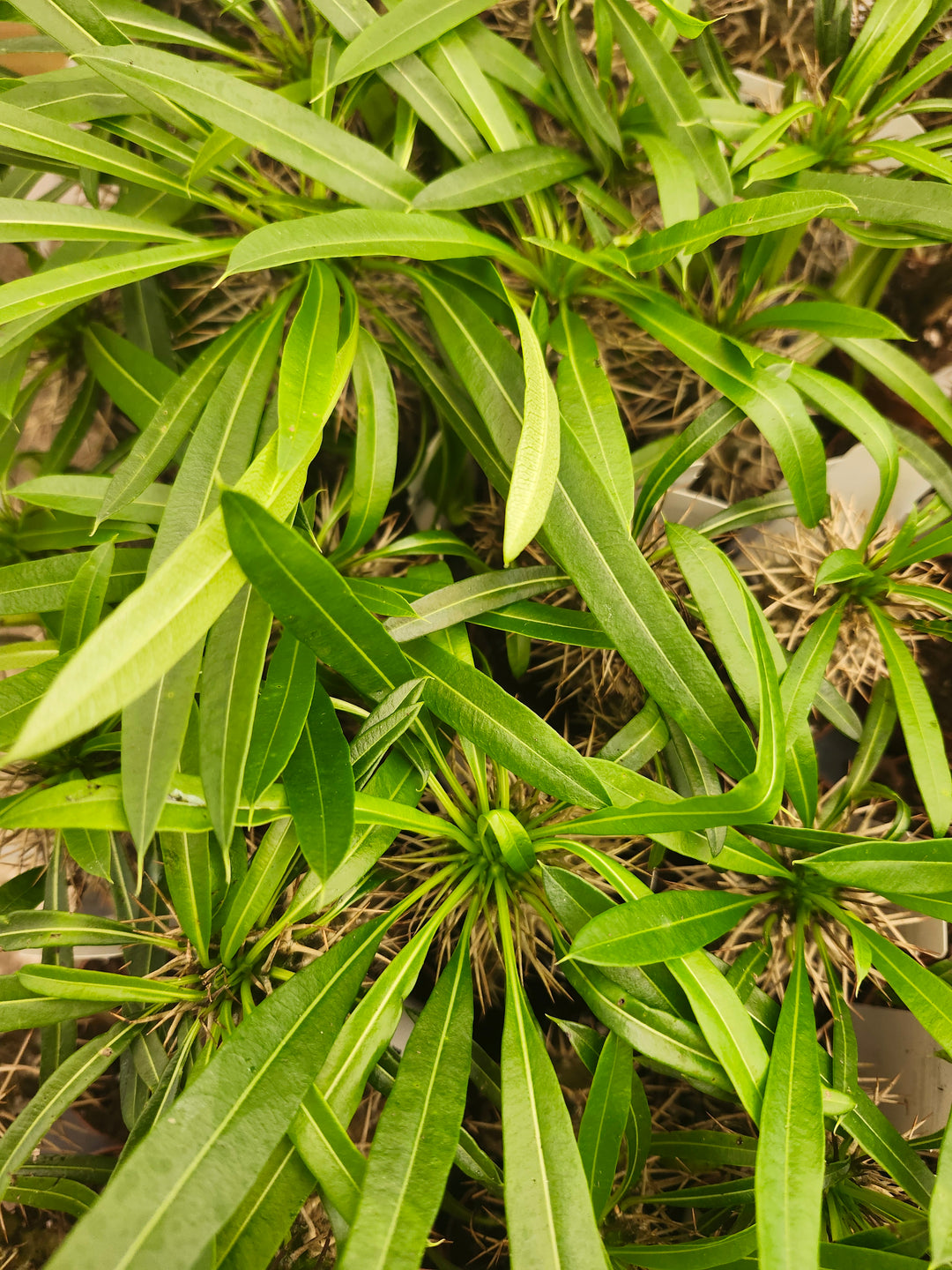 Pachypodium Lamerei &