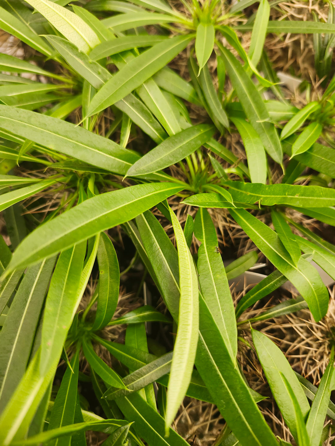 Pachypodium Lamerei &