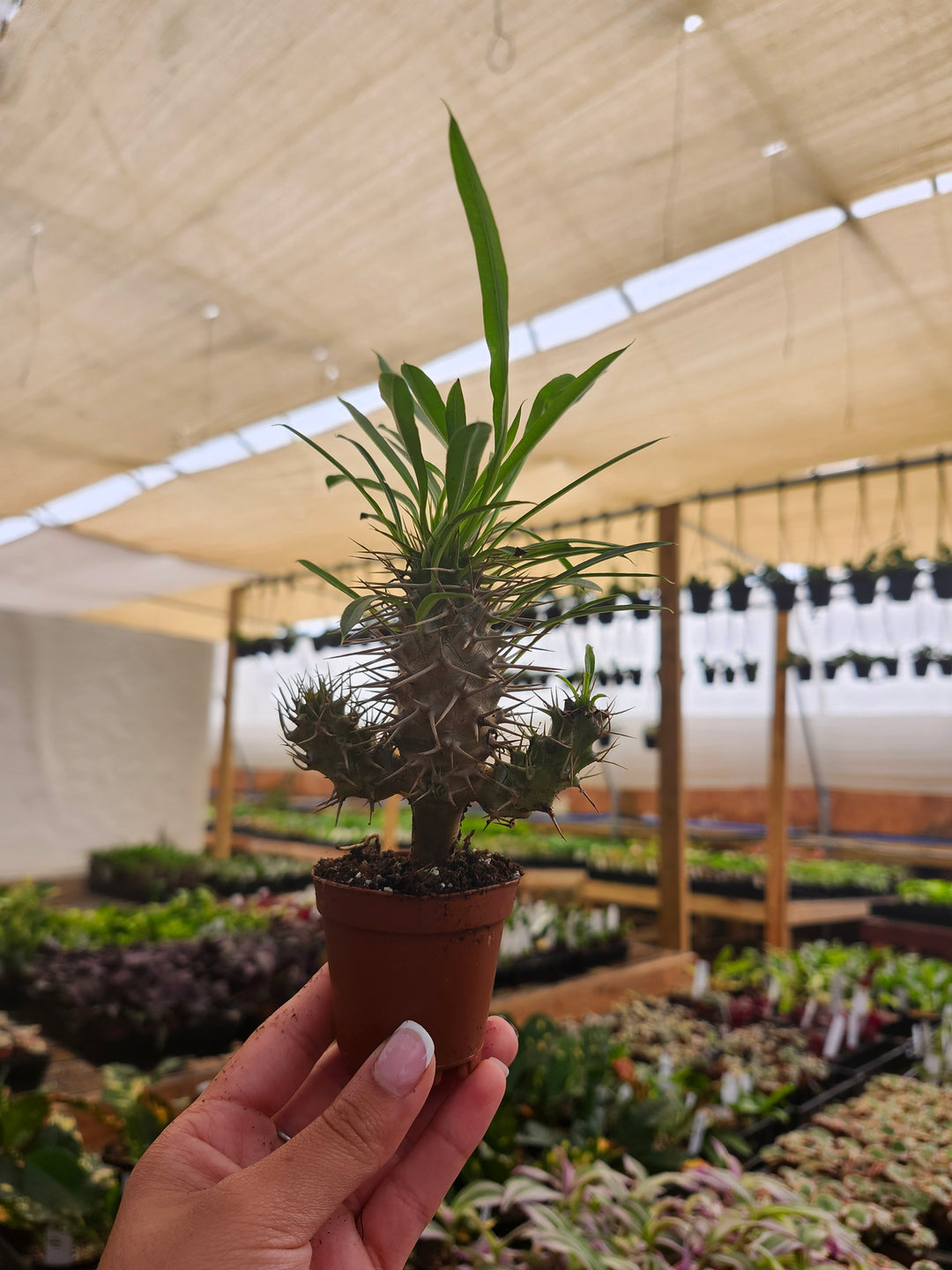Pachypodium Lamerei &