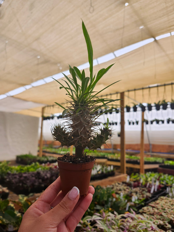 Pachypodium Lamerei &