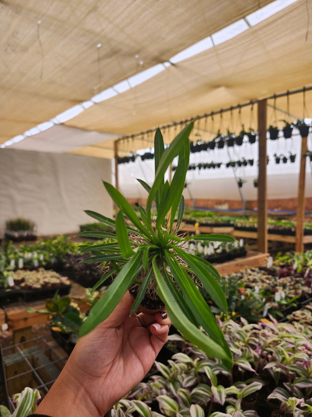 Pachypodium Lamerei &