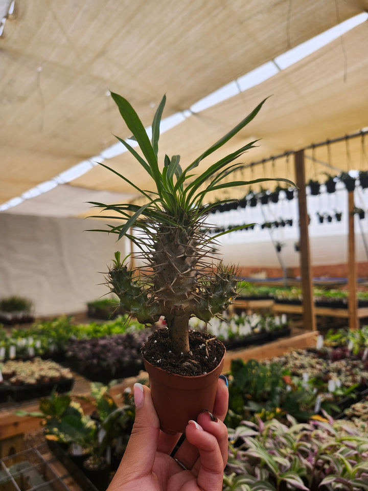 Pachypodium Lamerei &