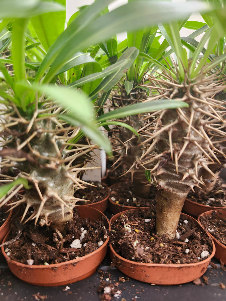 Pachypodium Lamerei &
