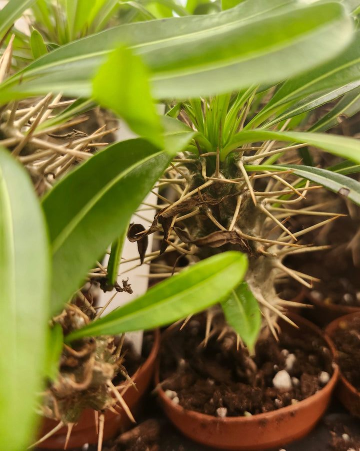 Pachypodium Lamerei &