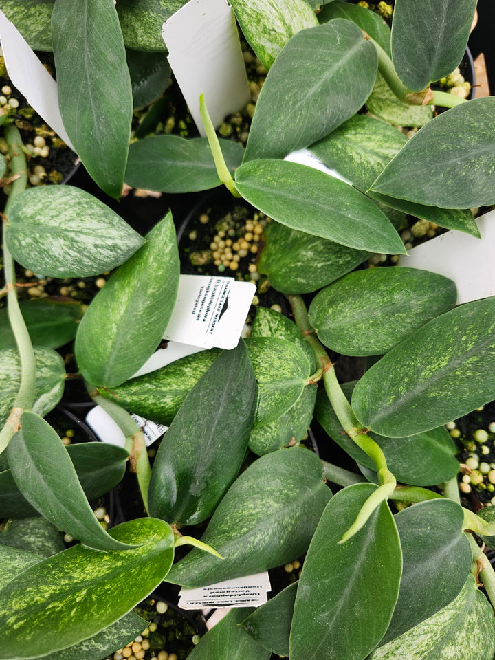Rhaphidophora Hongkongensis Variegated (3in) - Growers Choice