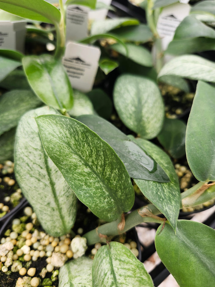 Rhaphidophora Hongkongensis Variegated (3in) - Growers Choice