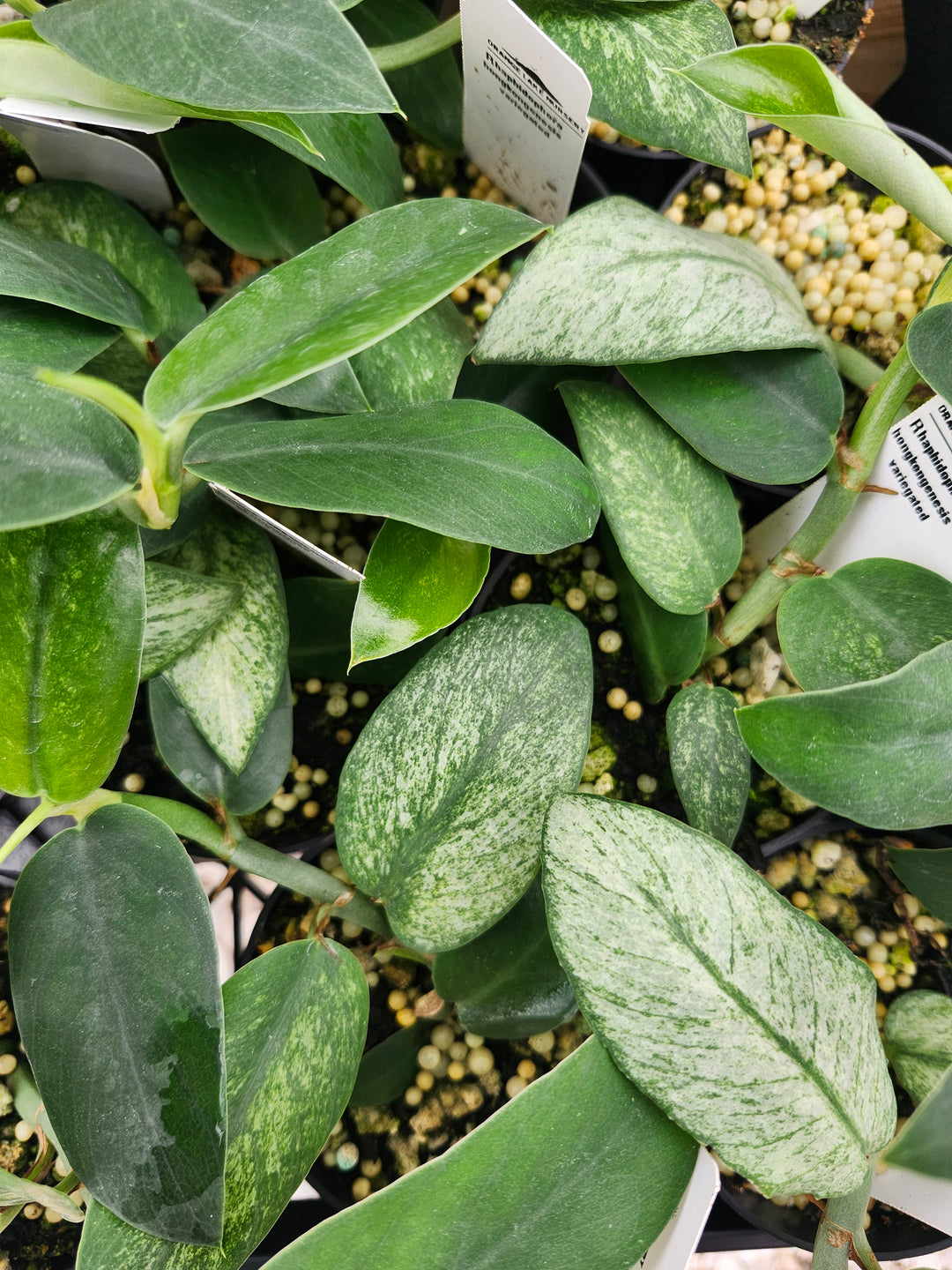 Rhaphidophora Hongkongensis Variegated (3in) - Growers Choice