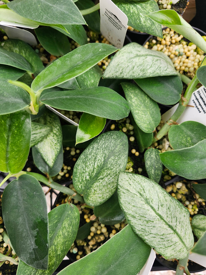 Rhaphidophora Hongkongensis Variegated (3in) - Growers Choice