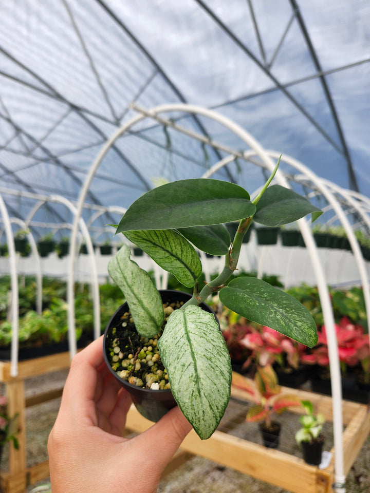 Rhaphidophora Hongkongensis Variegated (3in) - Growers Choice