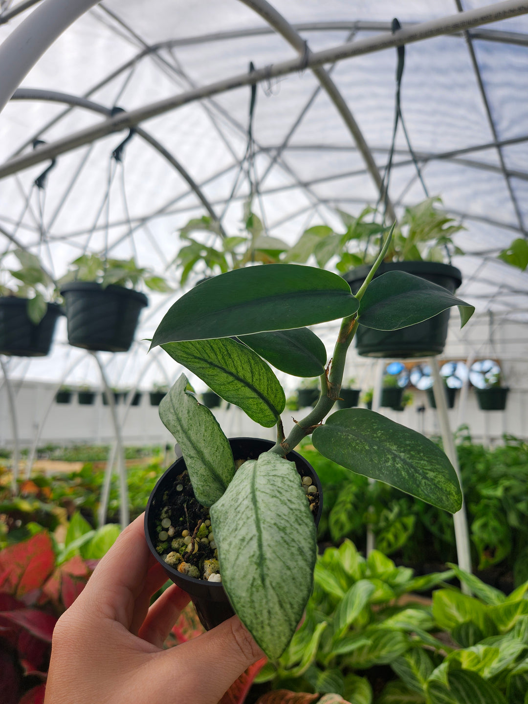 Rhaphidophora Hongkongensis Variegated (3in) - Growers Choice
