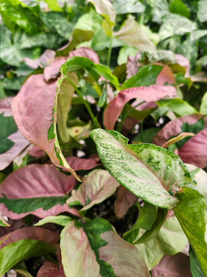 Syngonium Pink Lava (3in)- Growers Choice