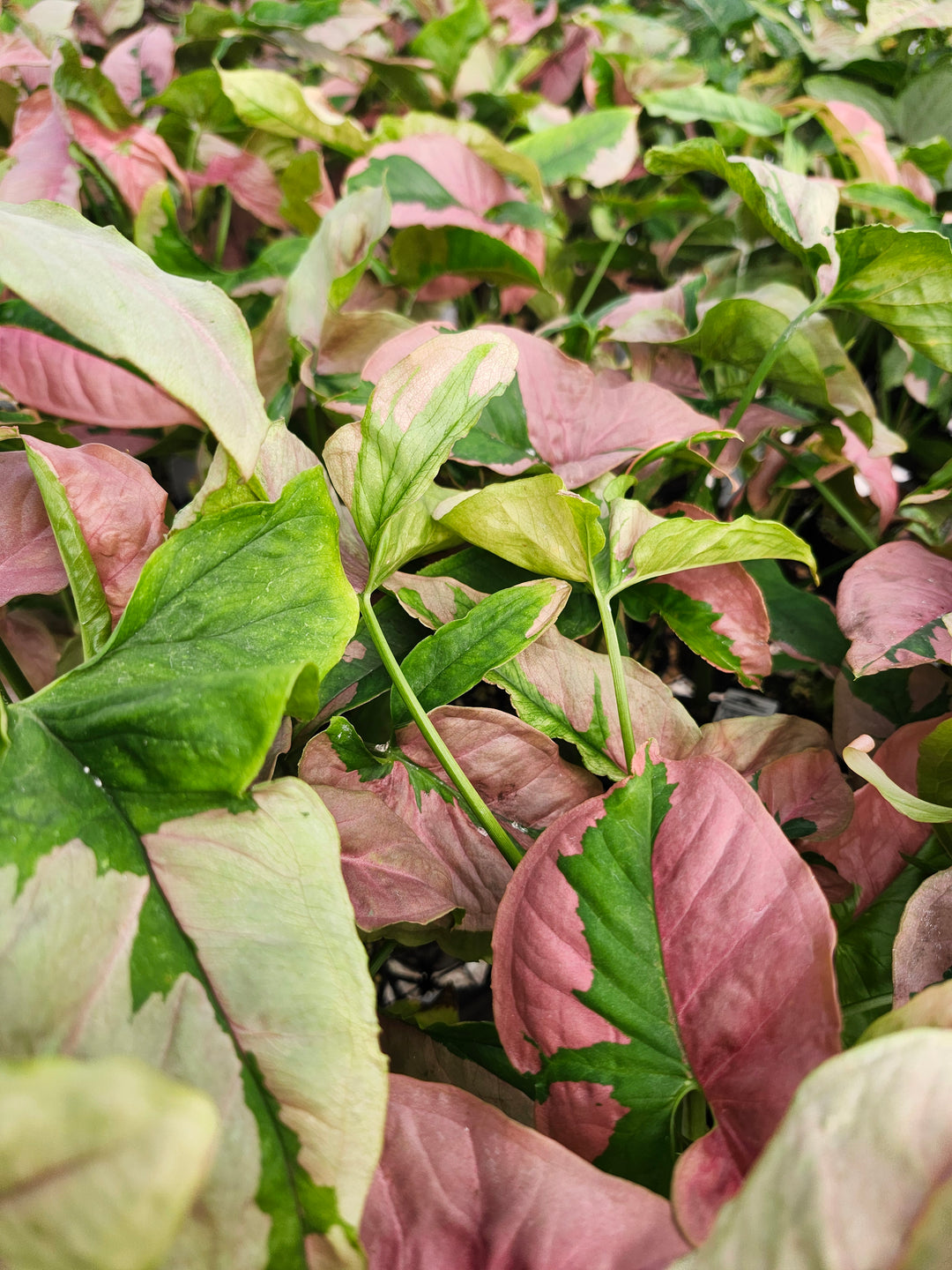 Syngonium Pink Lava (3in)- Growers Choice