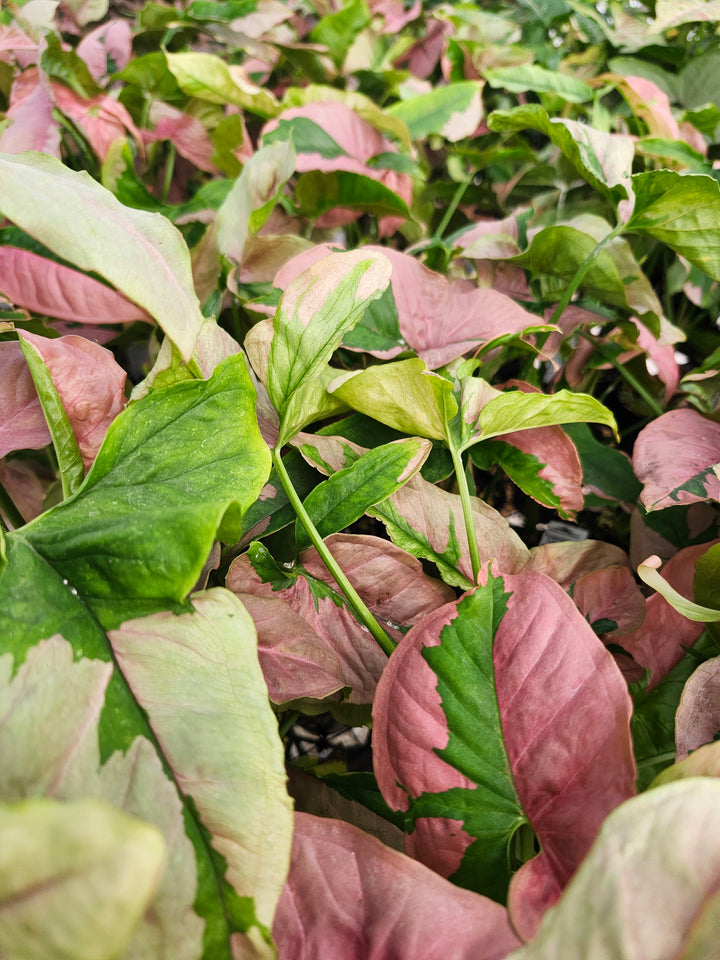 Syngonium Pink Lava (3in)- Growers Choice