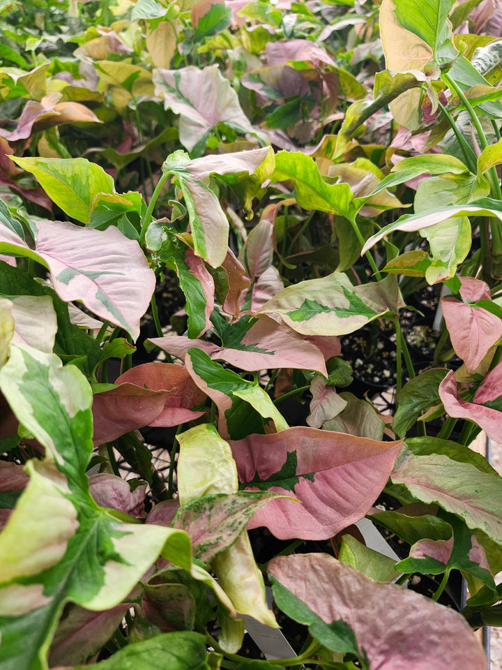 Syngonium Pink Lava (3in)- Growers Choice