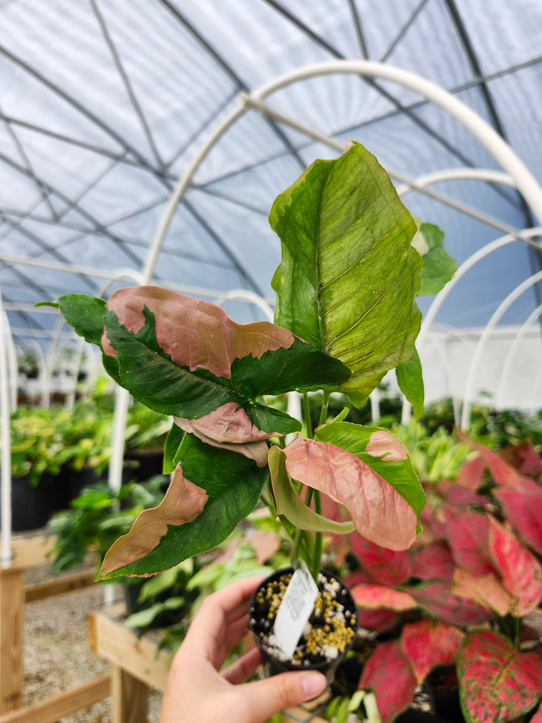 Syngonium Pink Lava (3in)- Growers Choice