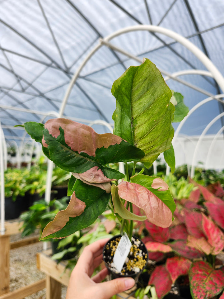 Syngonium Pink Lava (3in)- Growers Choice