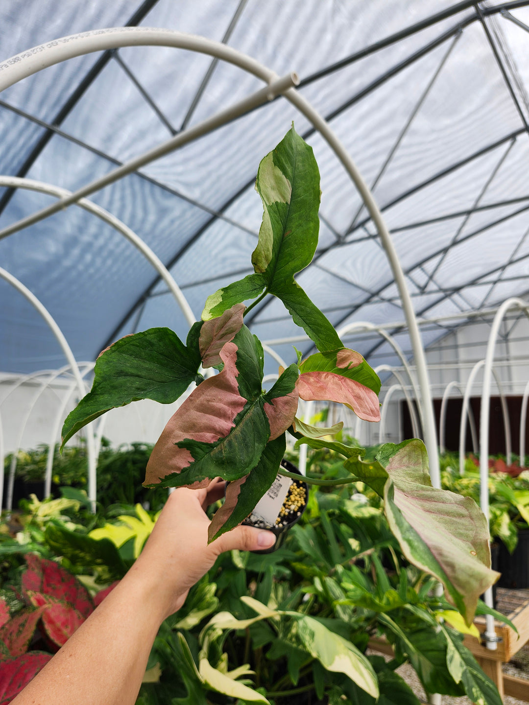 Syngonium Pink Lava (3in)- Growers Choice