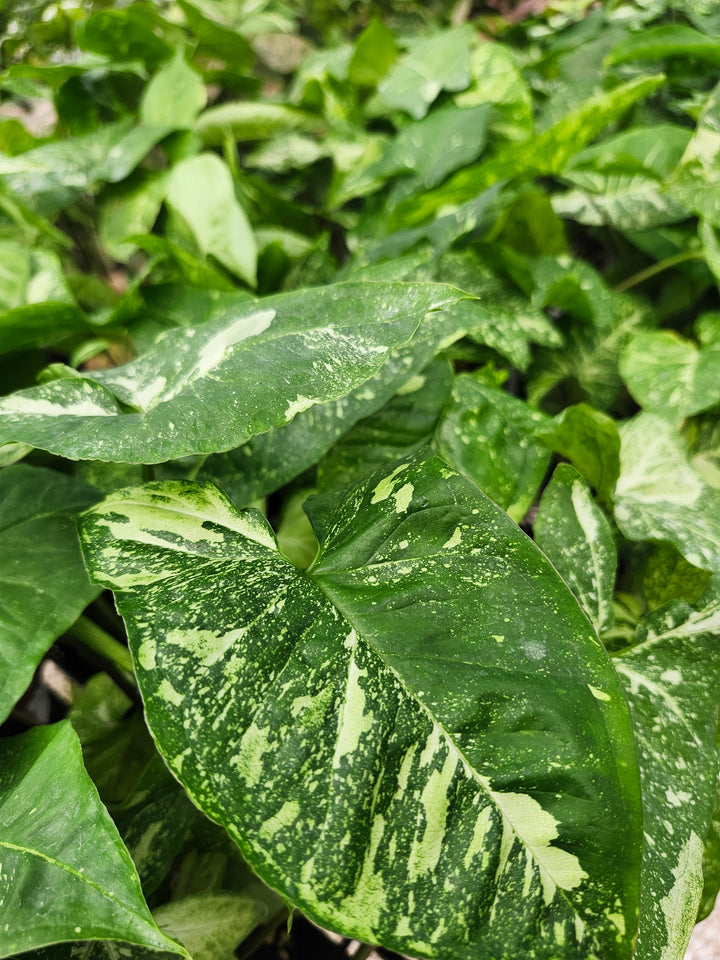 Syngonium Panda (3in)- Growers Choice