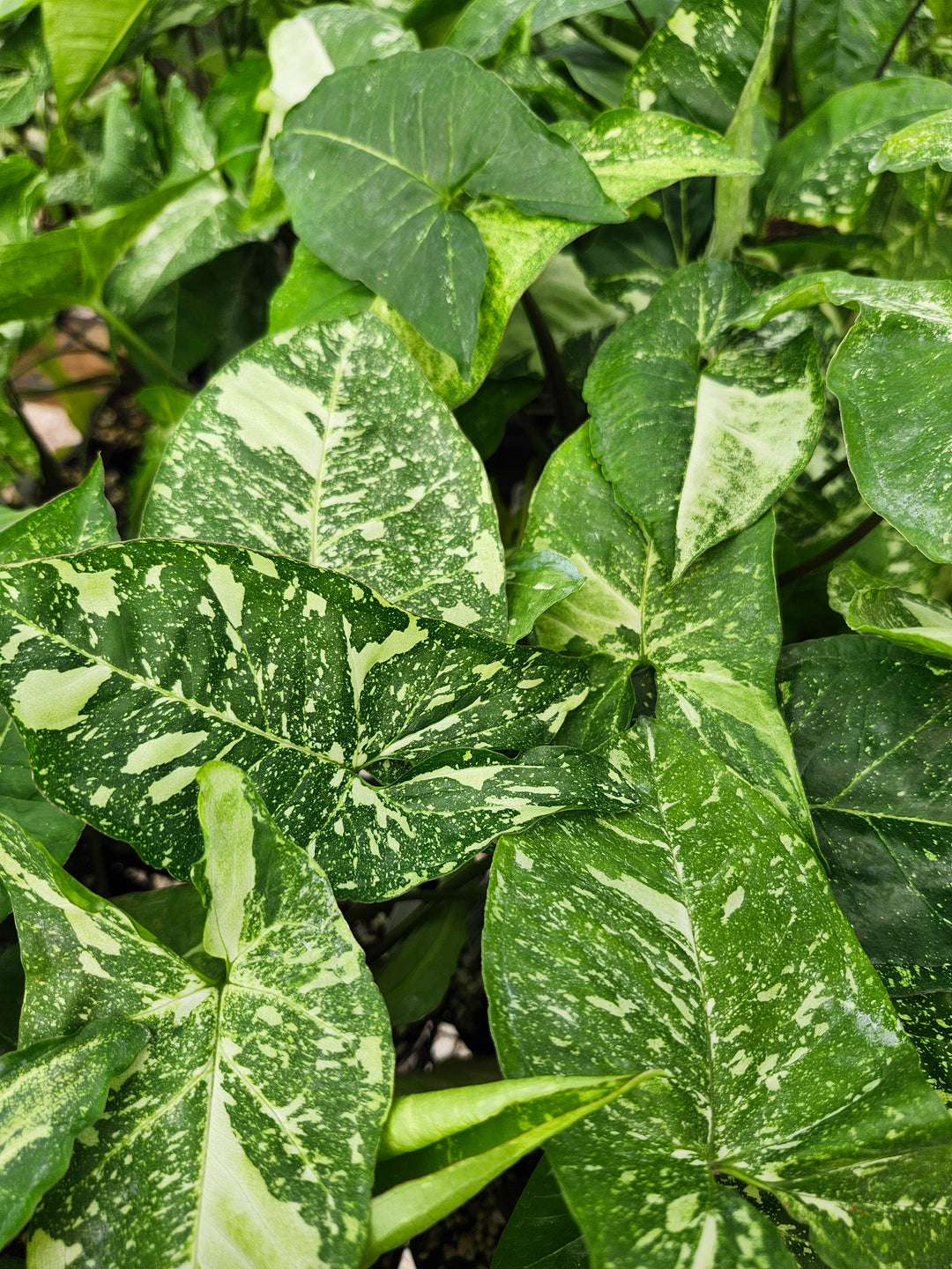 Syngonium Panda (3in)- Growers Choice