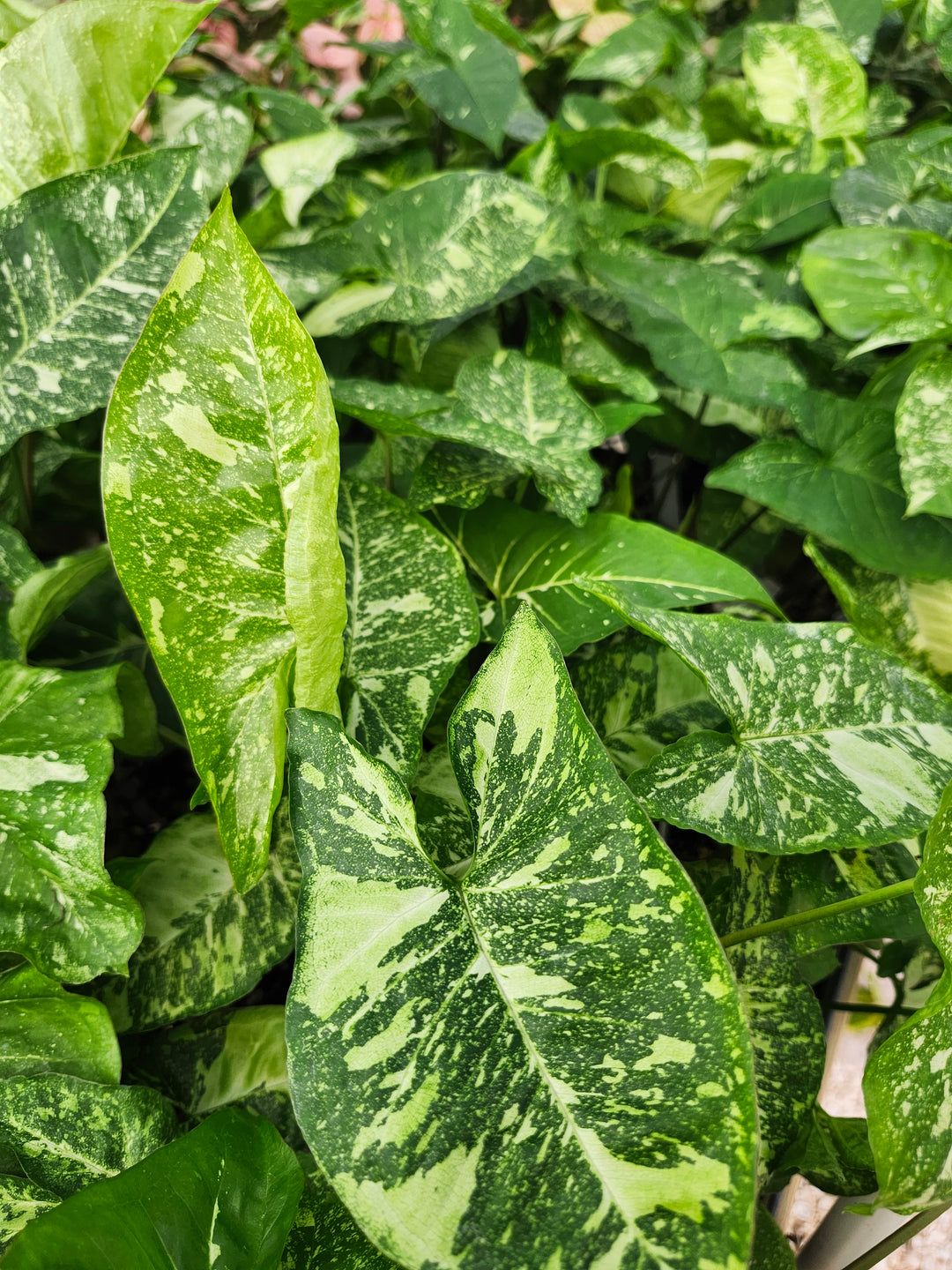 Syngonium Panda (3in)- Growers Choice