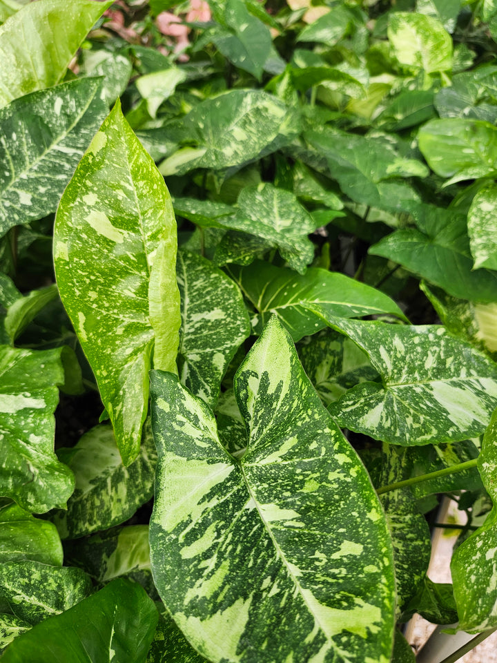 Syngonium Panda (3in)- Growers Choice
