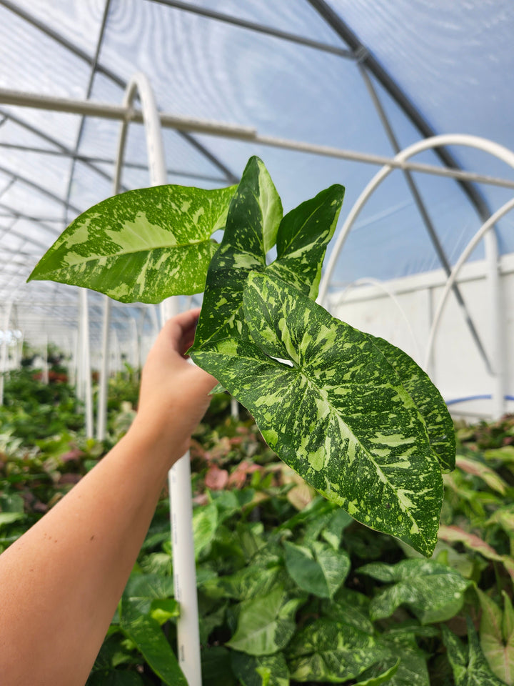Syngonium Panda (3in)- Growers Choice
