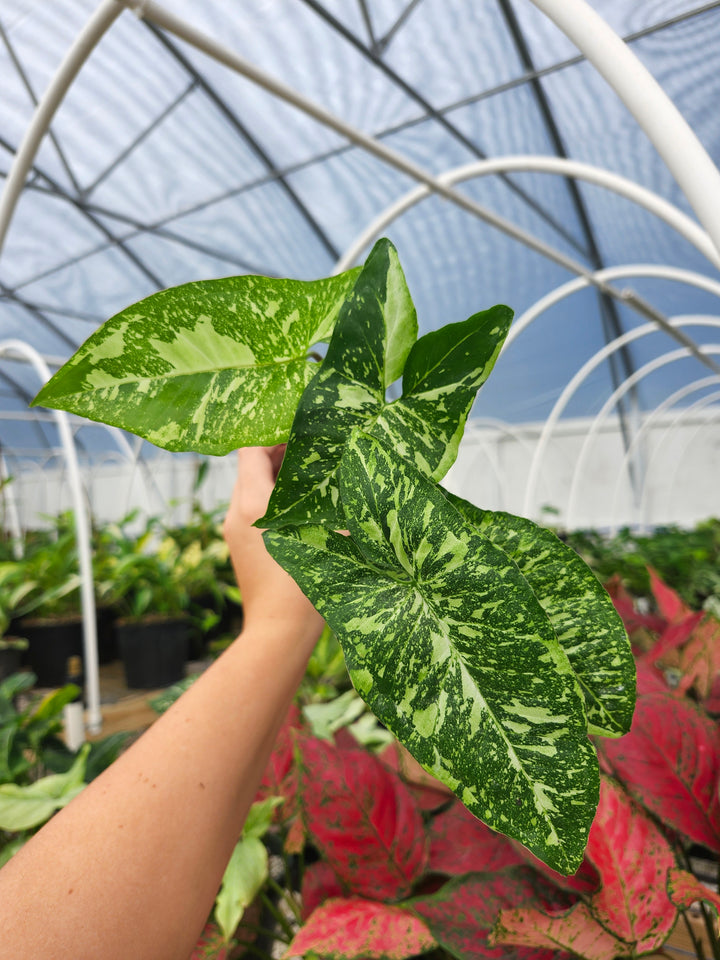 Syngonium Panda (3in)- Growers Choice