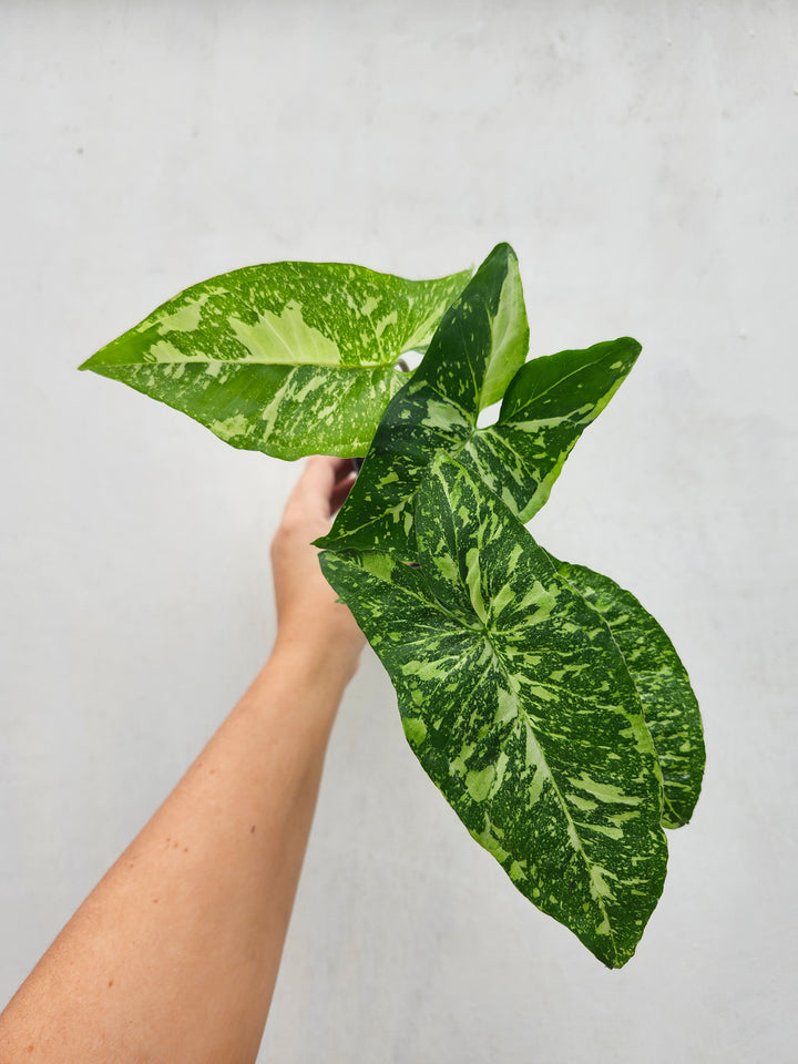 Syngonium Panda (3in)- Growers Choice