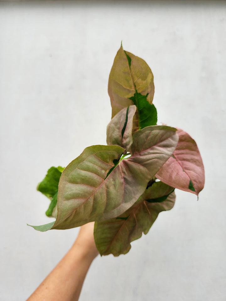 Syngonium Pink Lava (3in)- Growers Choice