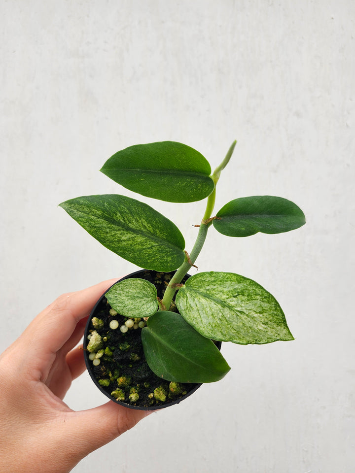 Rhaphidophora Hongkongensis Variegated (3in) - Growers Choice