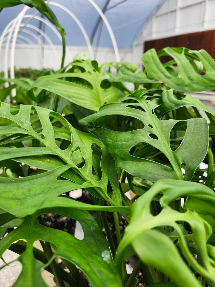 Monstera Esqueleto (3in)- Growers Choice