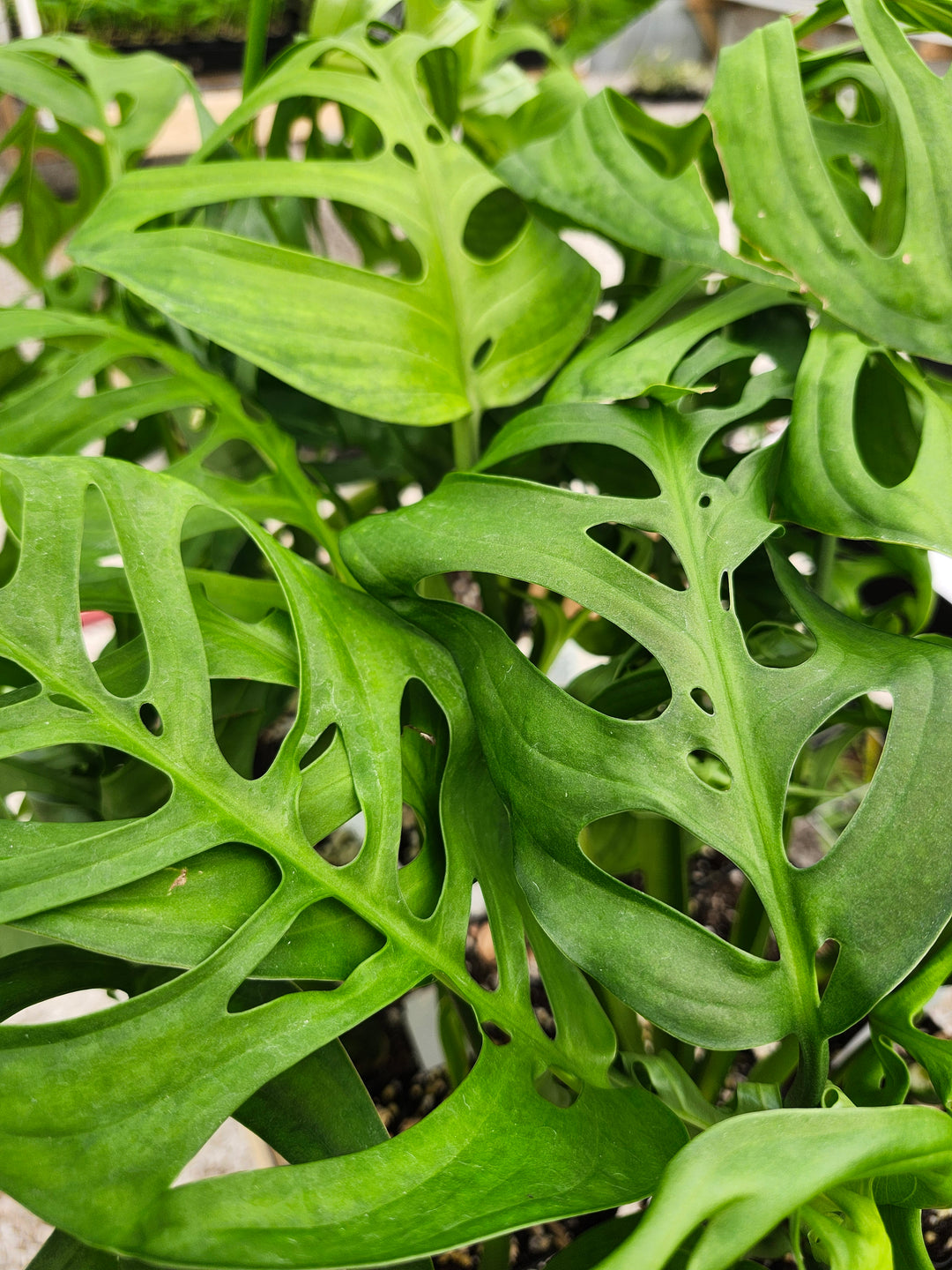 Monstera Esqueleto (3in)- Growers Choice