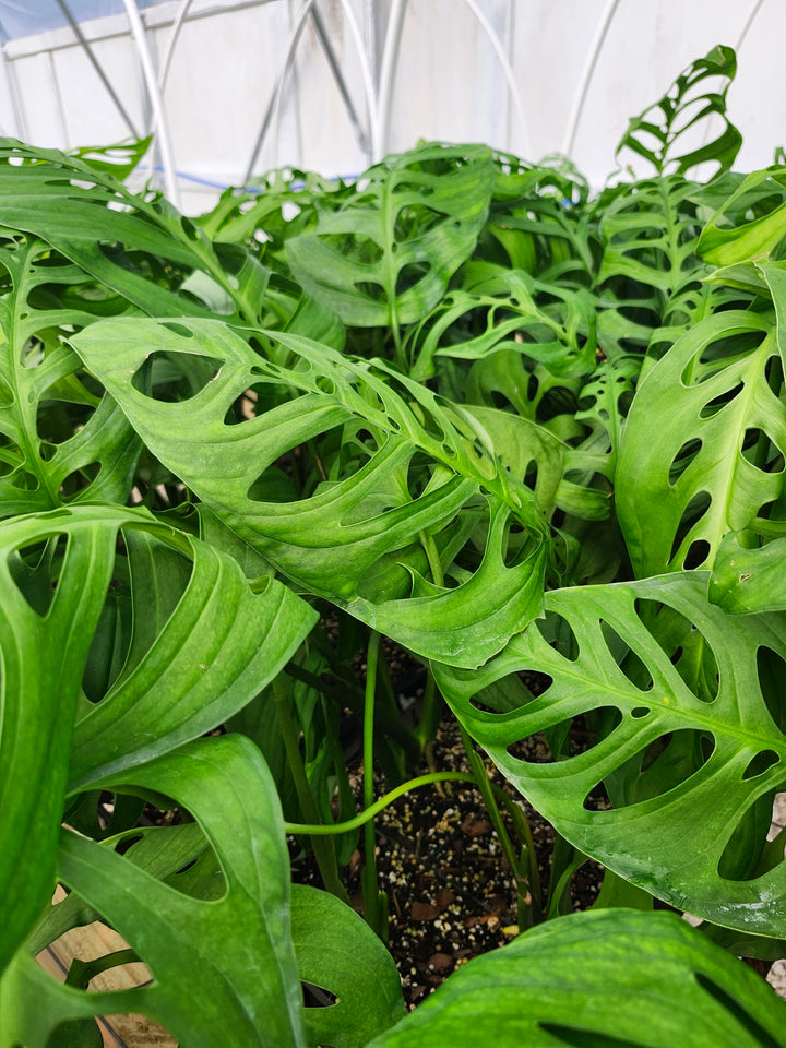 Monstera Esqueleto (3in)- Growers Choice
