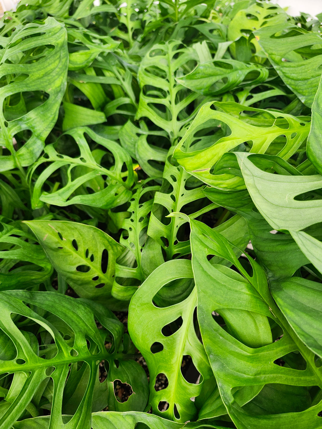 Monstera Esqueleto (3in)- Growers Choice