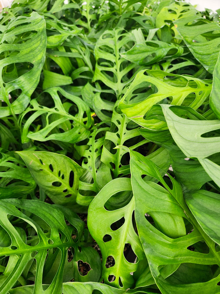 Monstera Esqueleto (3in)- Growers Choice