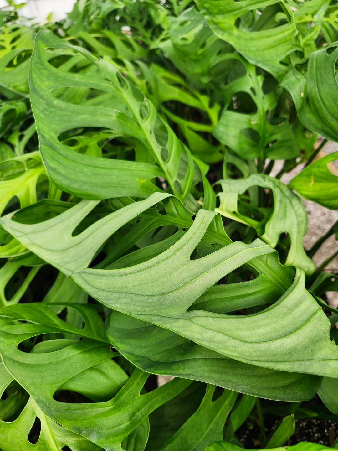 Monstera Esqueleto (3in)- Growers Choice