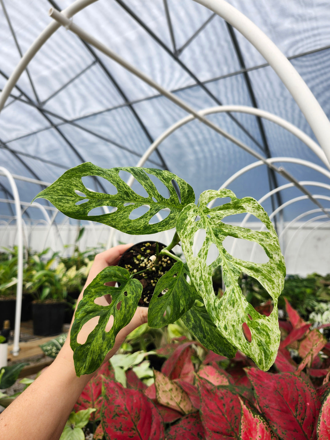 Monstera Adansonii Molted (3in)- Growers Choice