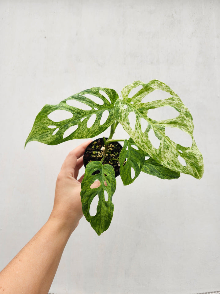 Monstera Adansonii Molted (3in)- Growers Choice