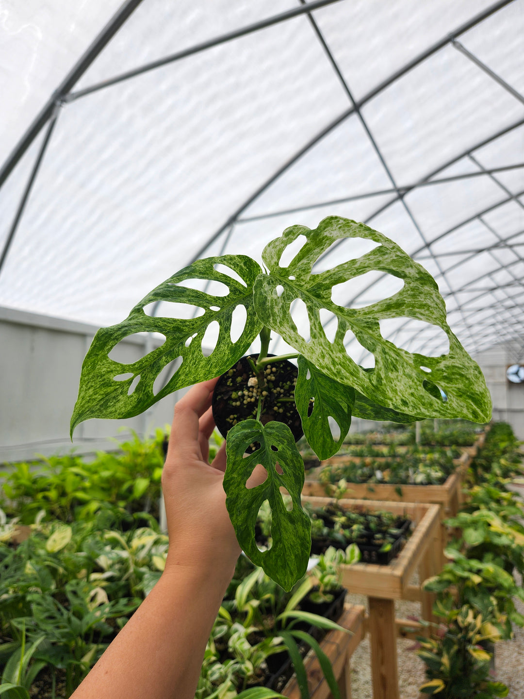 Monstera Adansonii Molted (3in)- Growers Choice