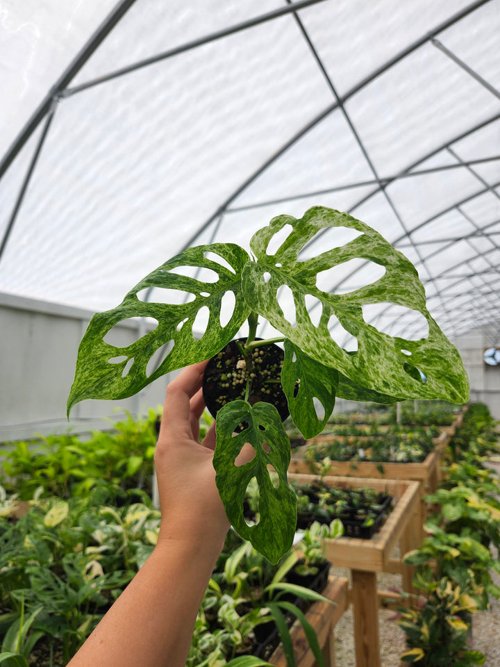 Monstera Adansonii Molted (3in)- Growers Choice